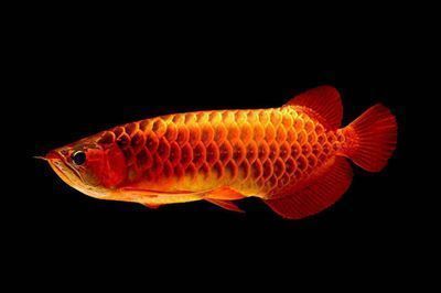 紅龍魚顏色變淺了怎么辦呢（紅龍魚的顏色變淡怎么辦）