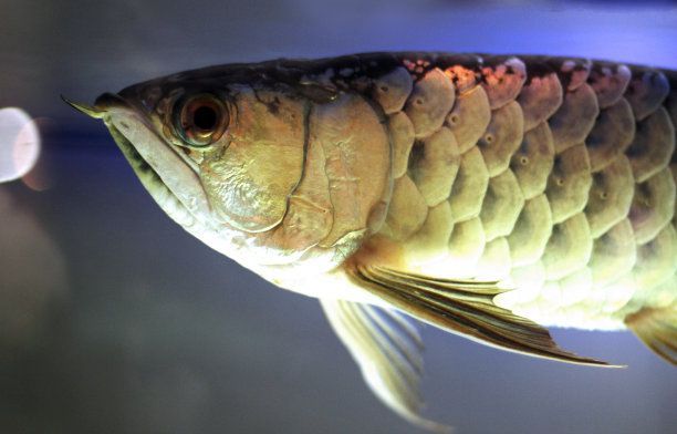 金龍魚魚頭起泡怎么辦：金龍魚頭起泡怎么辦