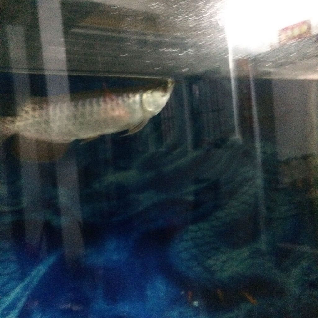 金龍魚魚頭起泡怎么辦：金龍魚頭起泡怎么辦