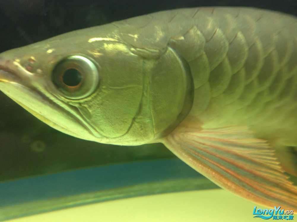 龍魚胸鰭發(fā)黑（龍魚胸鰭發(fā)黑可能由多種因素引起，）