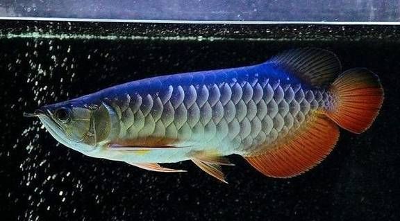 龍魚胸鰭發(fā)黑（龍魚胸鰭發(fā)黑可能由多種因素引起，）