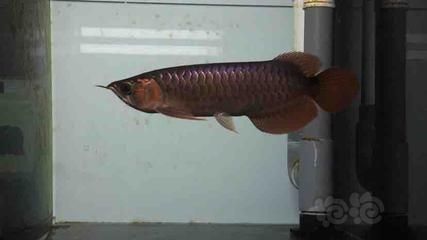 贊美龍魚句子霸氣：尋找龍魚苗子的購買途徑時，用戶應該注意以下幾點