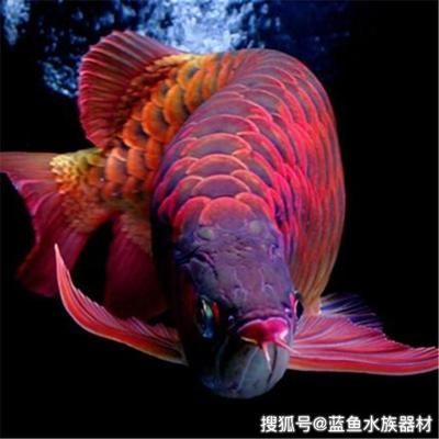 龍魚用什么燈發色好看點
