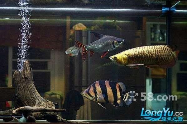 龍魚缸造景需要造景嗎圖片欣賞