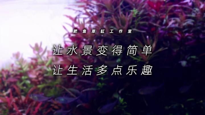 龍魚缸造景需要造景嗎圖片欣賞