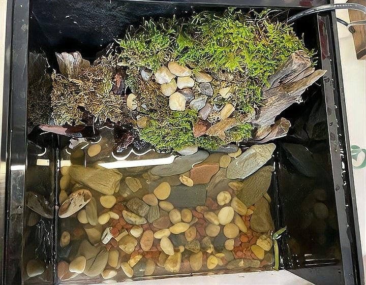 龍魚缸造景需要造景嗎圖片欣賞