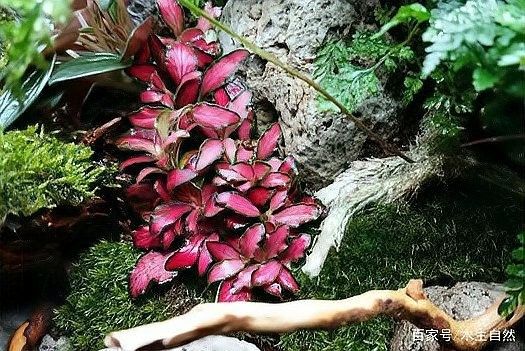 龍魚缸造景需要造景嗎圖片欣賞
