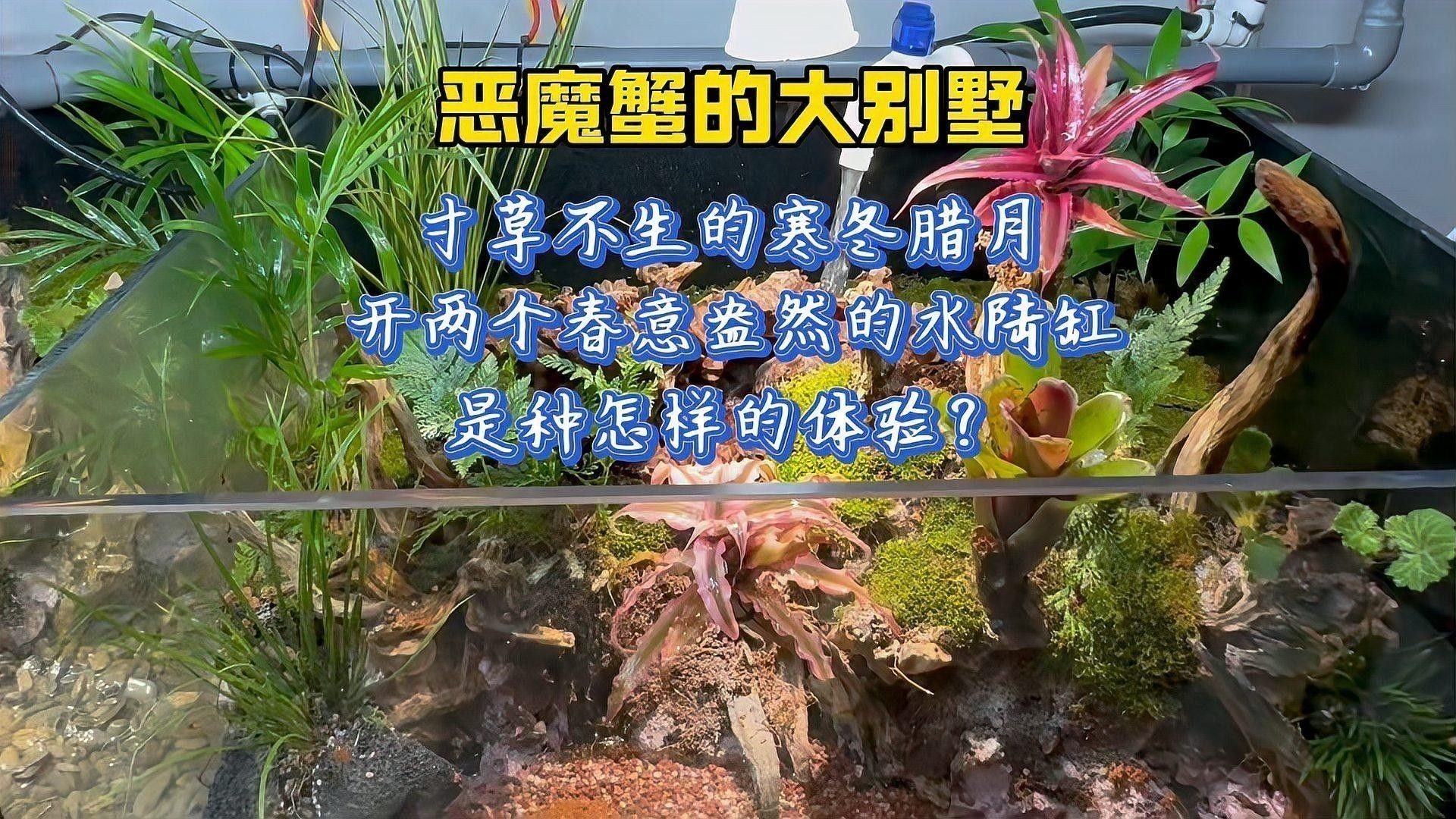 龍魚缸造景需要造景嗎圖片欣賞