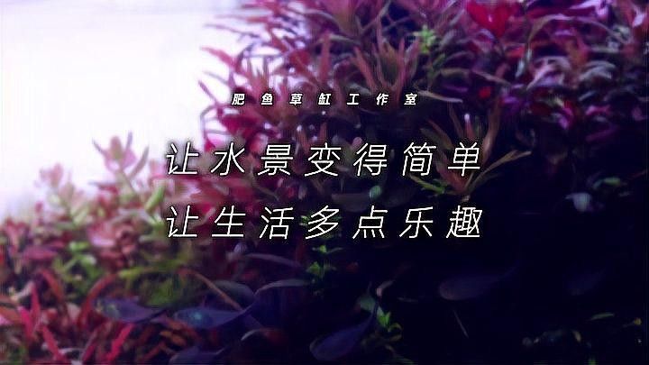 龍魚缸造景需要造景嗎圖片欣賞