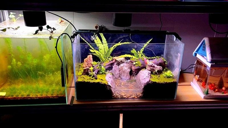 龍魚缸造景需要造景嗎圖片欣賞