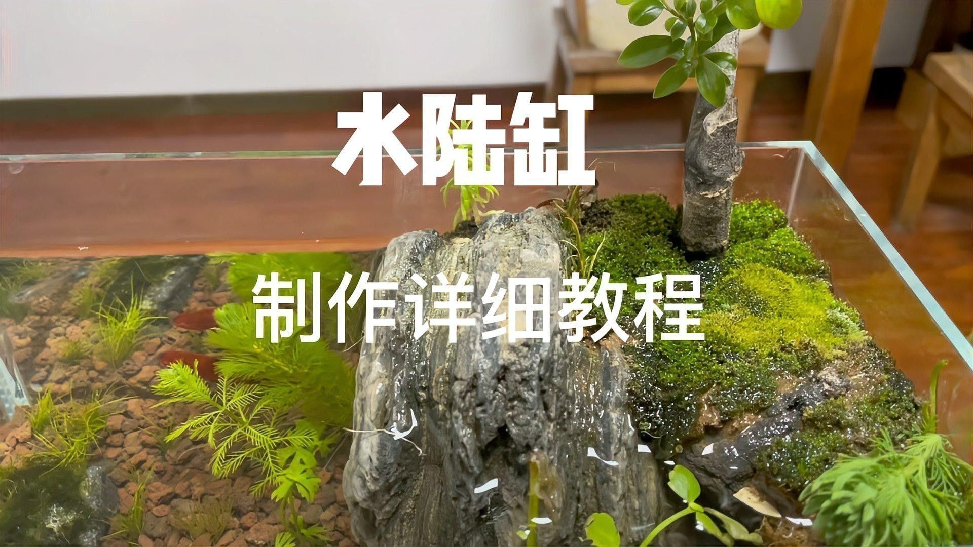 龍魚缸造景需要造景嗎圖片欣賞