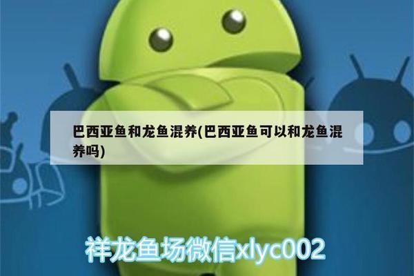 龍魚跟巴西亞混養可以嗎：龍魚與巴西亞可以混養嗎