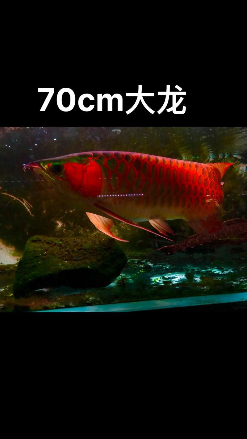 金龍魚與紅龍魚的區別是什么圖片