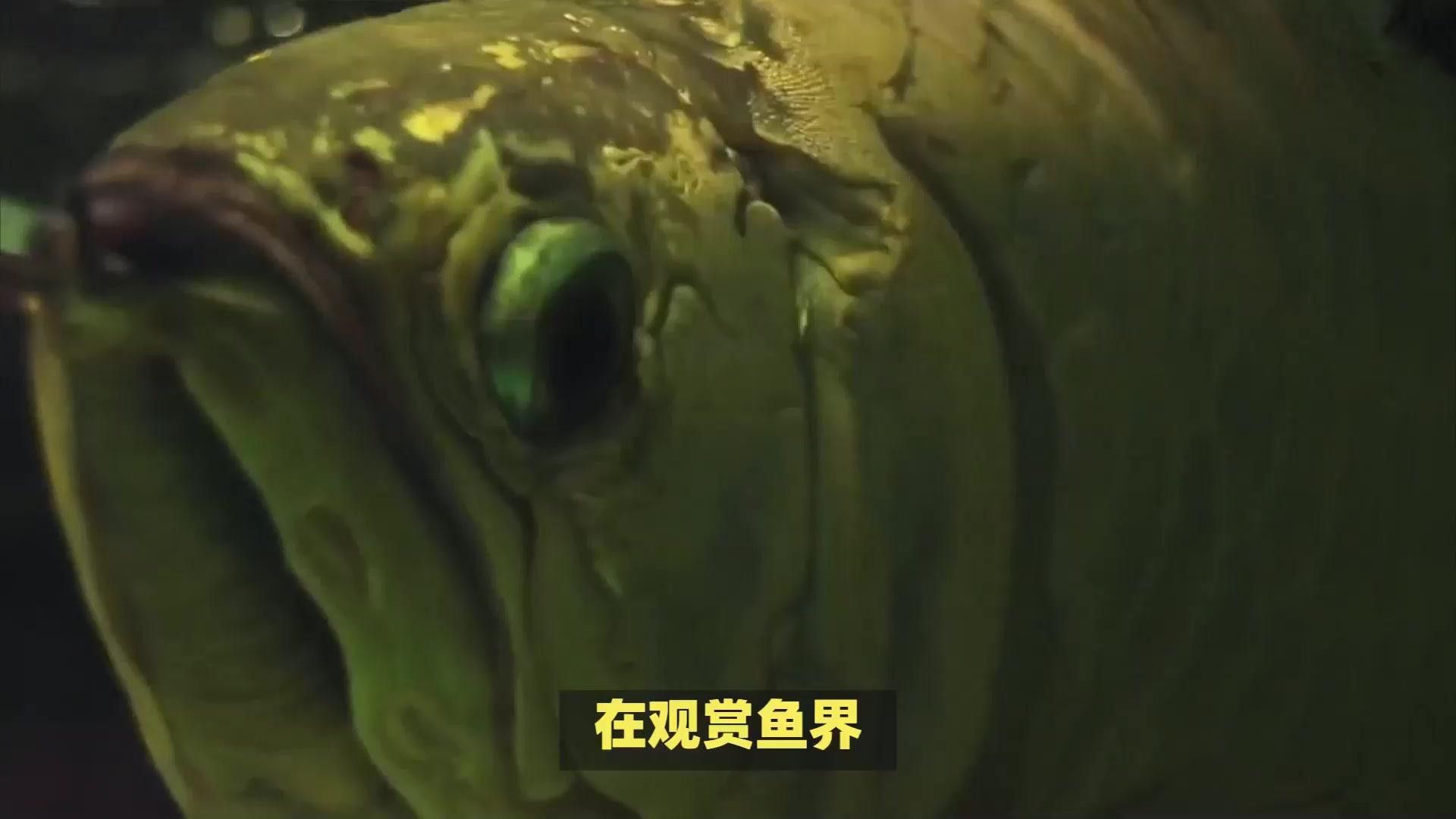 金龍魚與紅龍魚的區別是什么圖片