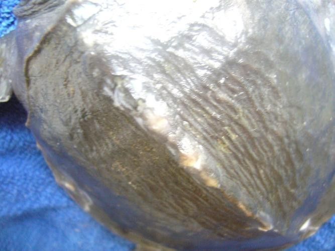 龍魚水霉病最好的治療方法圖片