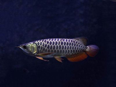 龍魚批發祥龍魚場（金龍魚古典過背金龍魚）
