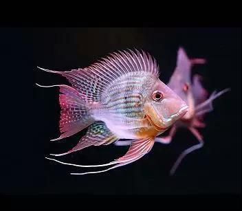2023水族展會祥龍魚場展位在哪里：2023年中國國際寵物水族展祥龍魚場水族展會報告