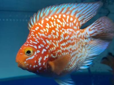 2023水族展會祥龍魚場展位在哪里：2023年中國國際寵物水族展祥龍魚場水族展會報告