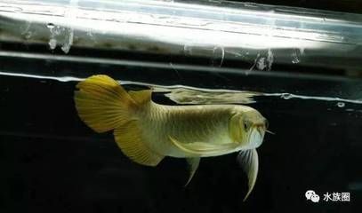 龍魚的壽命多長時間正常