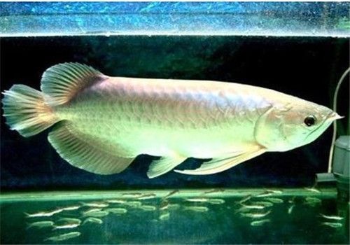 龍魚(yú)飼料哪種好用又實(shí)惠，龍魚(yú)飼料哪個(gè)牌子好