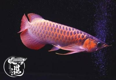 大湖龍魚特點：大湖龍魚是一種特殊的龍魚品種