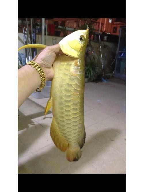 金頭龍魚有哪些稀有品種？