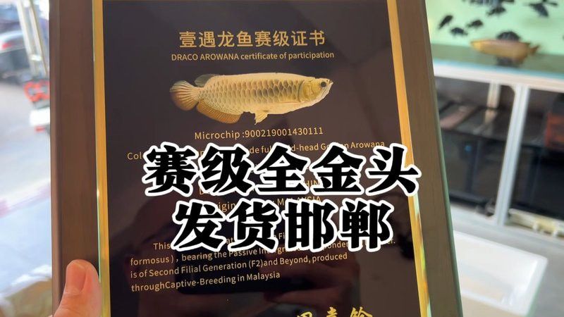 金頭龍魚有哪些稀有品種？