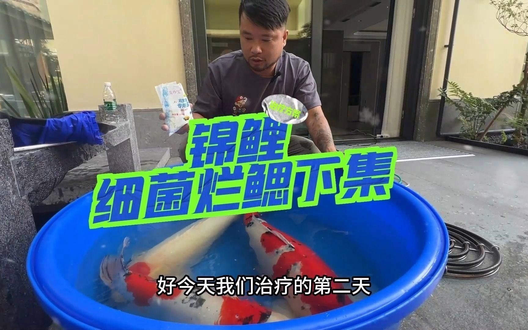 龍魚(yú)鰓蓋損傷后如何預(yù)防感染？