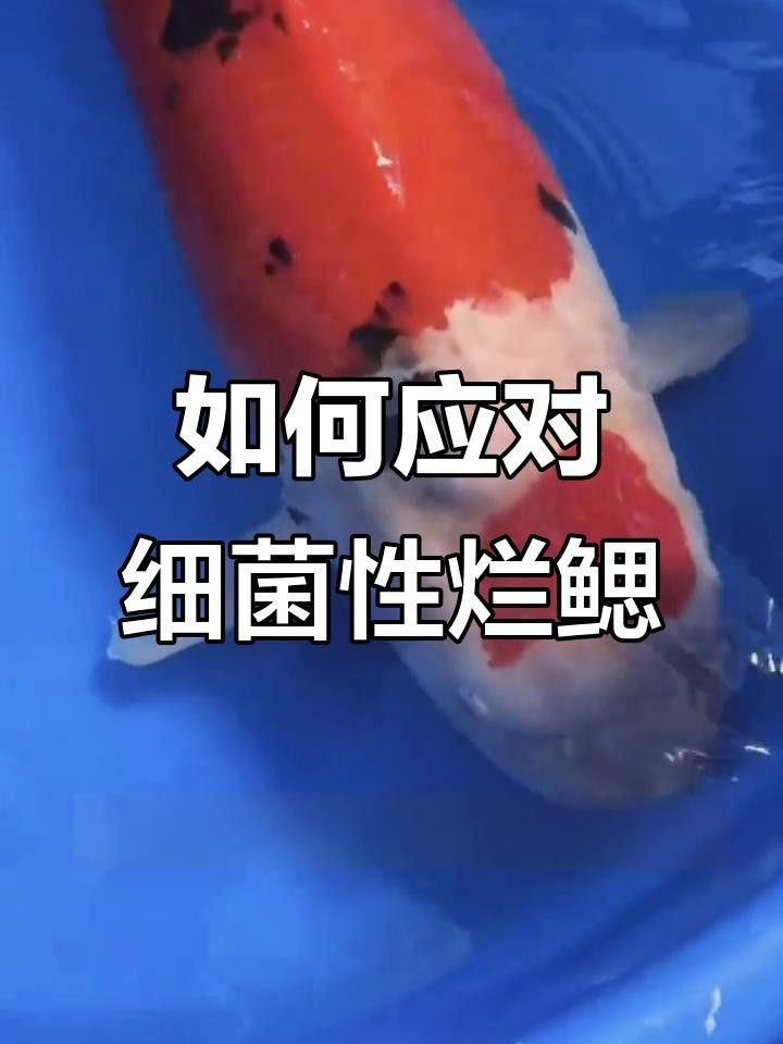 龍魚(yú)鰓蓋損傷后如何預(yù)防感染？