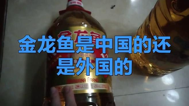 金龍魚哪個國家品牌好 金龍魚哪個國家品牌好 龍魚百科 第3張