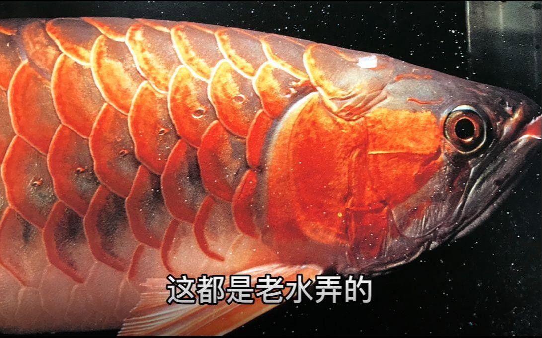 新入缸龍魚多久換一次水？