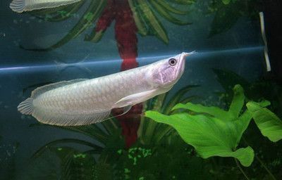 龍魚分布地區：龍魚在地球上的分布