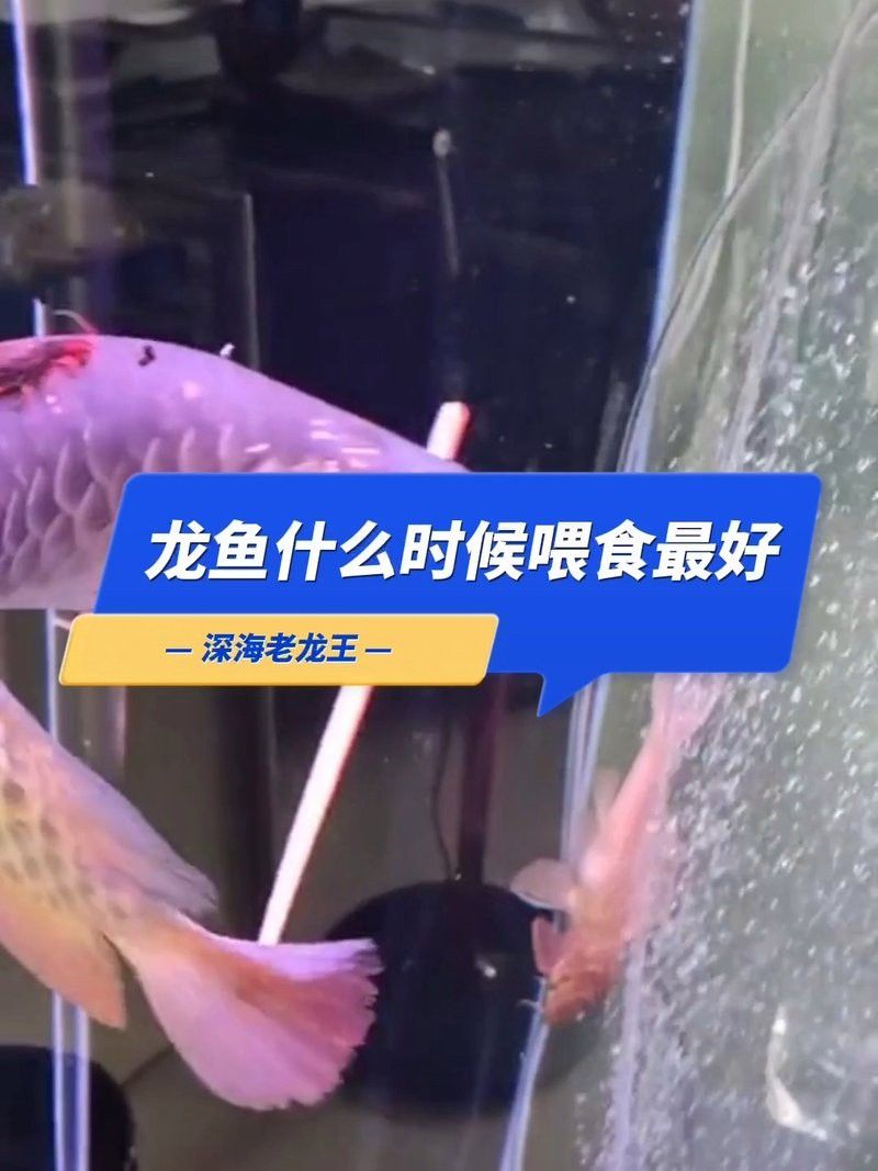 龍魚驅蟲后多久可以喂食？
