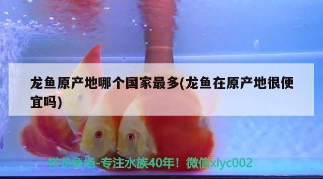 龍魚來自哪個國家的品種：龍魚原產地和品種的詳細信息，龍魚飼養環境要求詳解