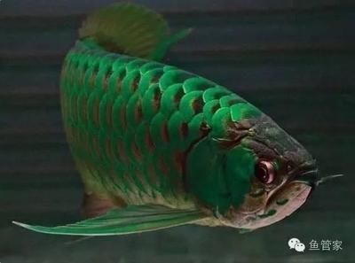 龍魚側著游的原因分析（龍魚為什么側著游？）