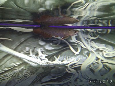 廣州祥龍魚場（廣州祥龍魚場是一家具有豐富歷史和專業經驗的魚場）