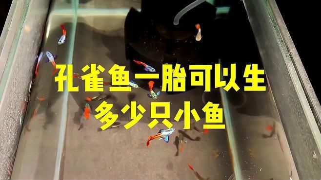 孔雀魚一胎分幾次生完