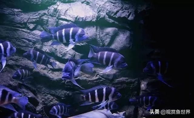 龍魚薩伊藍混養大小（在混養龍魚和薩伊藍混養時，魚缸的大小是一個關鍵因素）