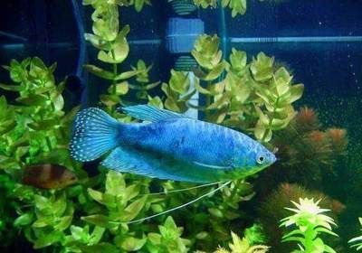 龍魚用亞甲基藍：亞甲基藍對龍魚有危害嗎