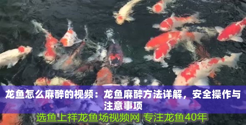 龍魚怎么麻醉的視頻：龍魚麻醉方法詳解，安全操作與注意事項