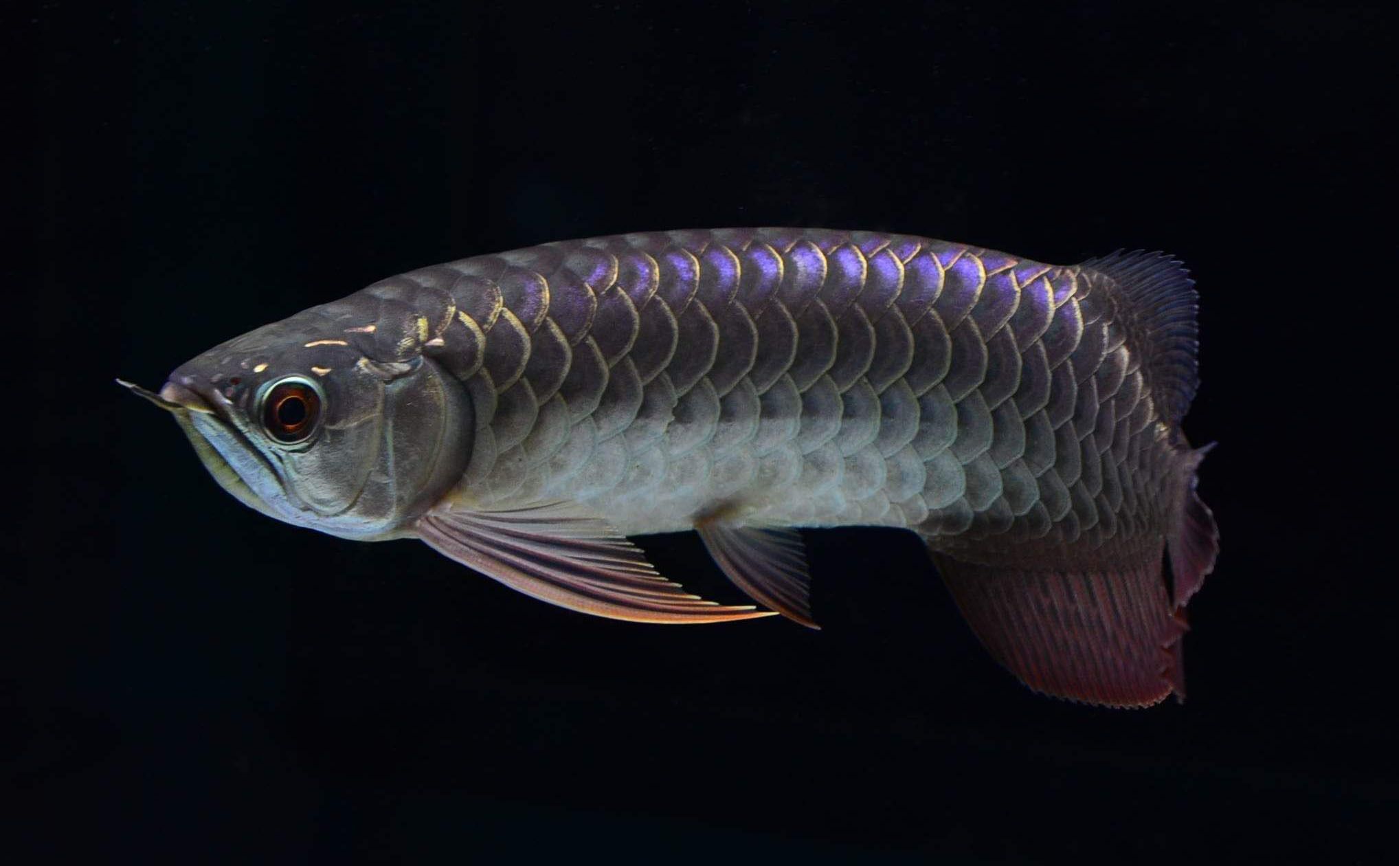 金龍魚到底好不好釣魚：《創造與魔法》金龍魚怎么釣