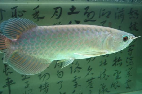 大青龍魚圖片