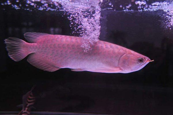 大青龍魚圖片