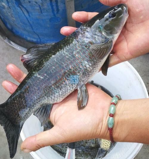 大青龍魚圖片