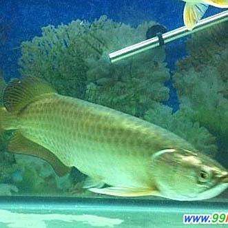 大青龍魚圖片