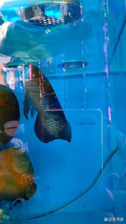 大青龍魚圖片
