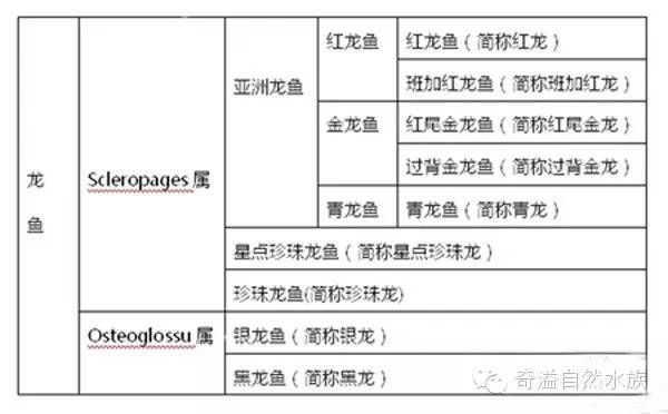 給紅龍魚起名字怎么起：如何給紅龍魚起名字