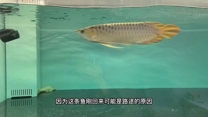 龍魚驅蟲后多久換一次水？