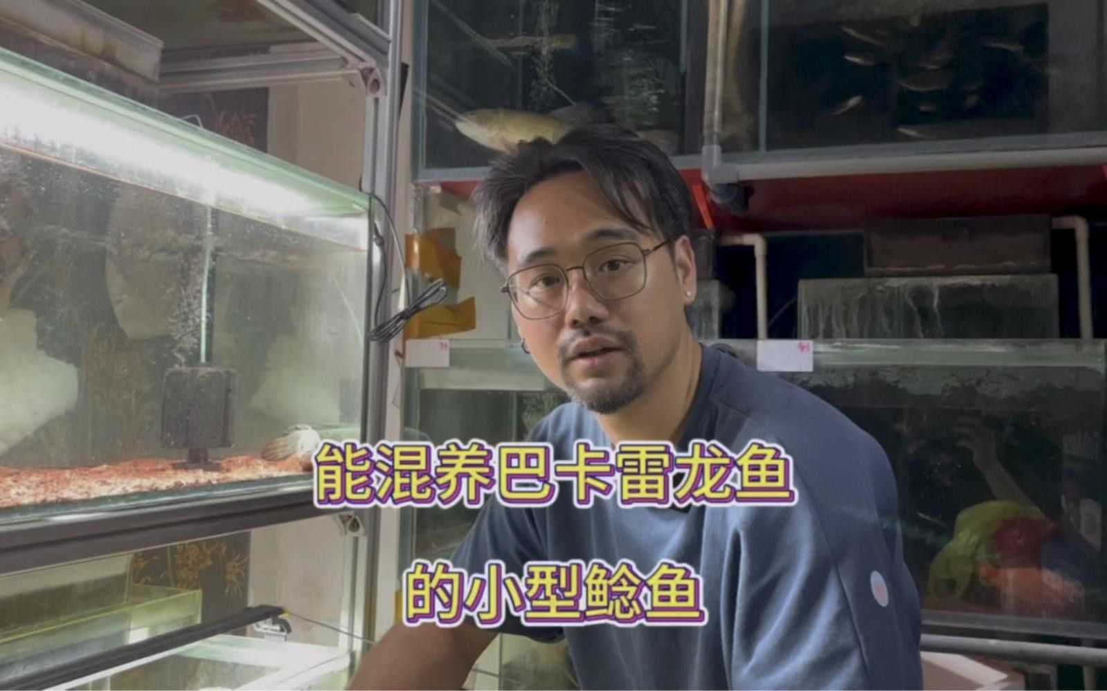 如何安全混養雷龍魚？