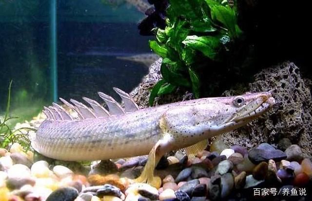 龍魚的名字有哪些：如何挑選高品質龍魚